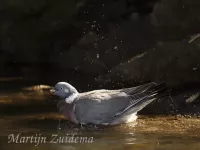 Houtduif [Columba palumbus]